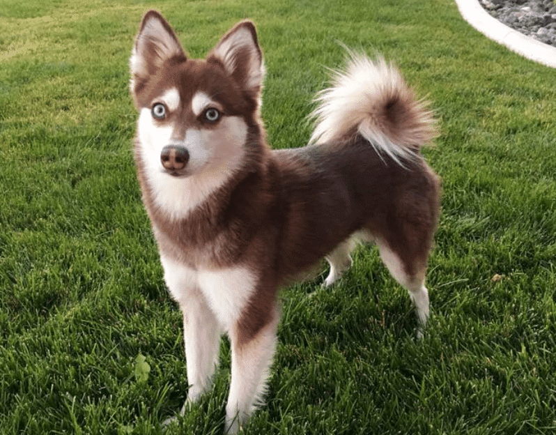 Alaskan Klee Kai