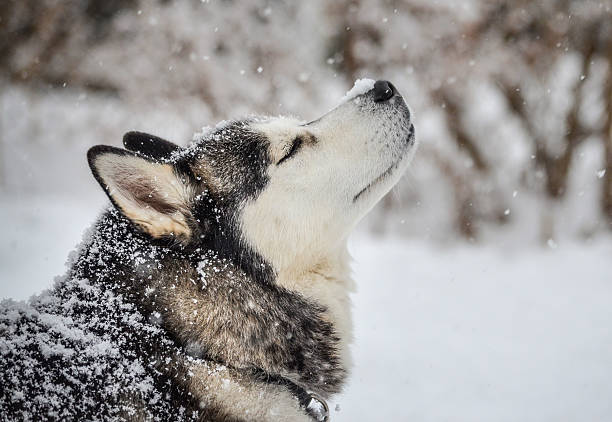 husky playing